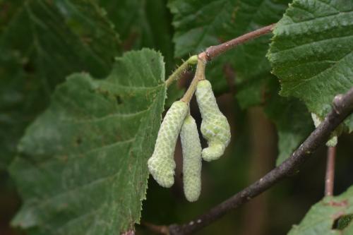 Réf. 330 094 : Phyllocoptruta coryli
